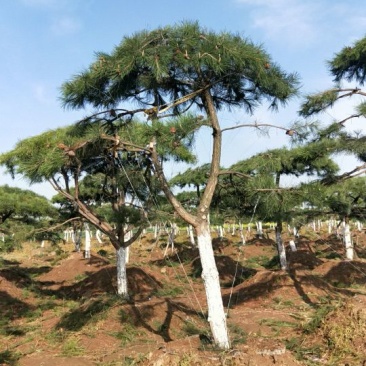 造型树