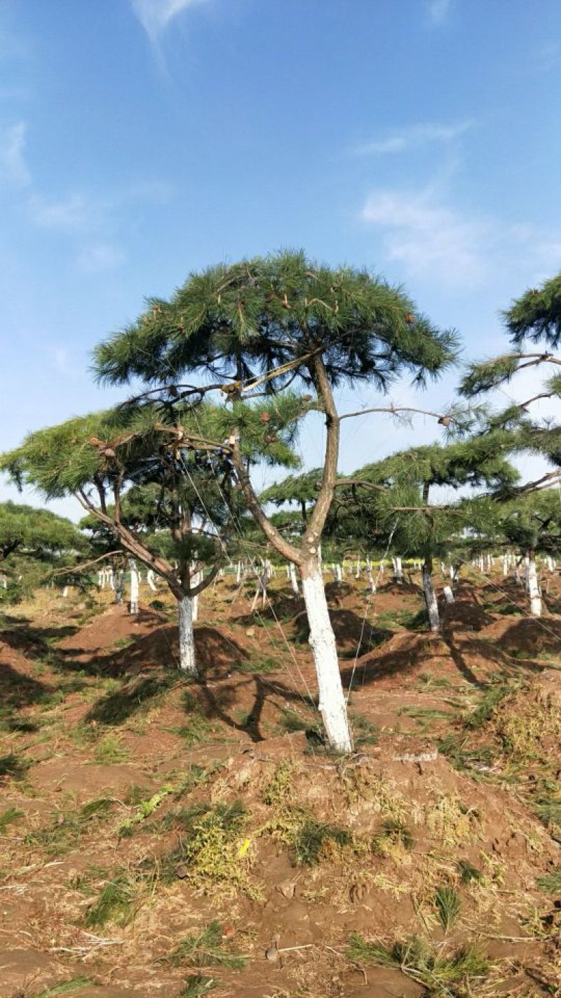 造型树
