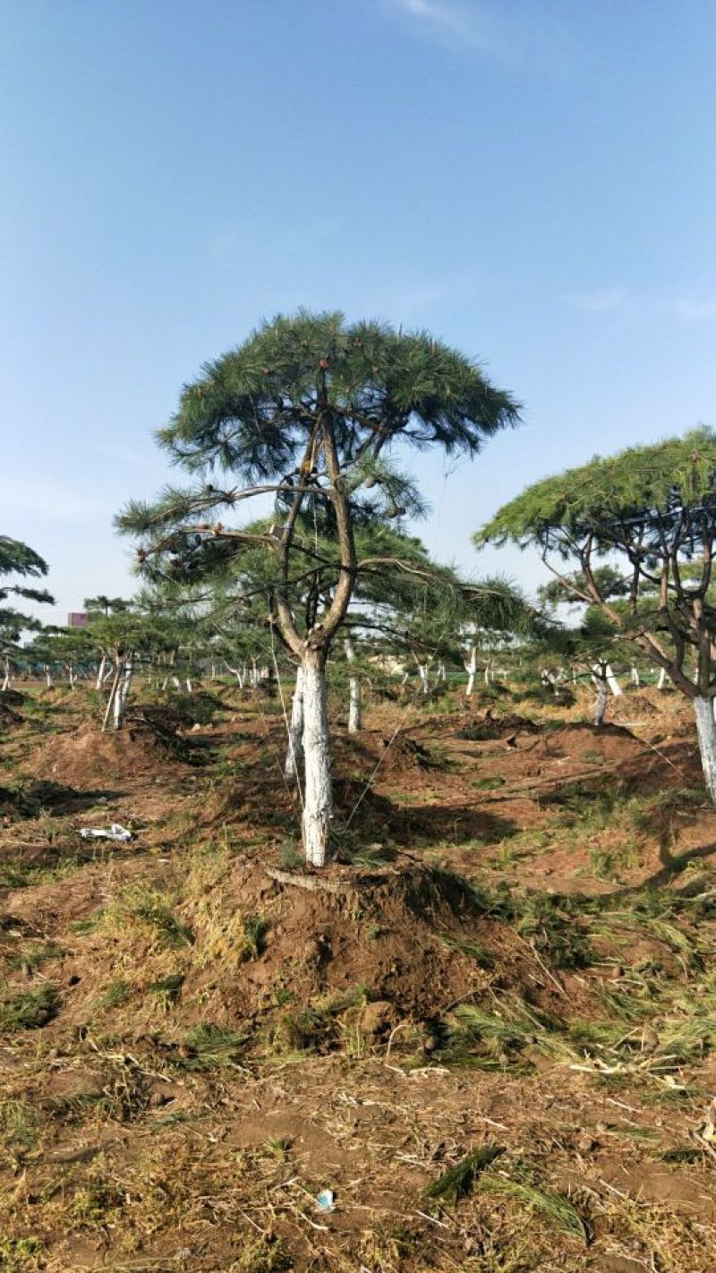 造型树
