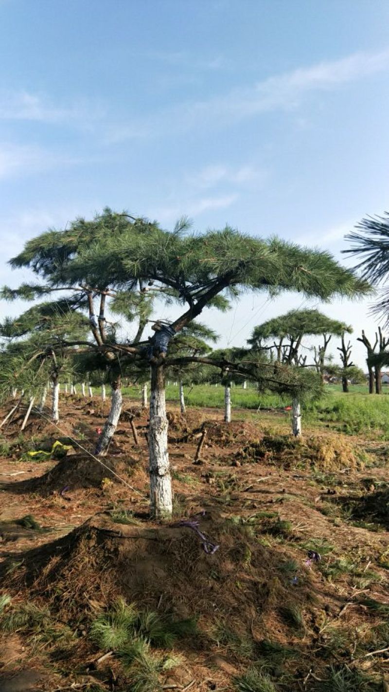 造型树
