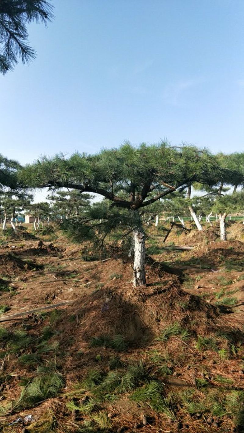 造型树