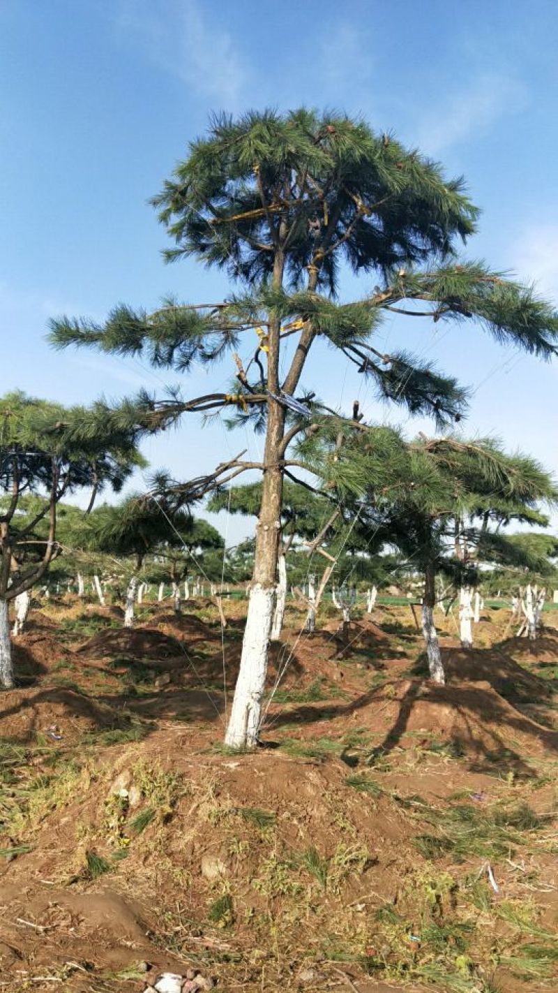 造型树
