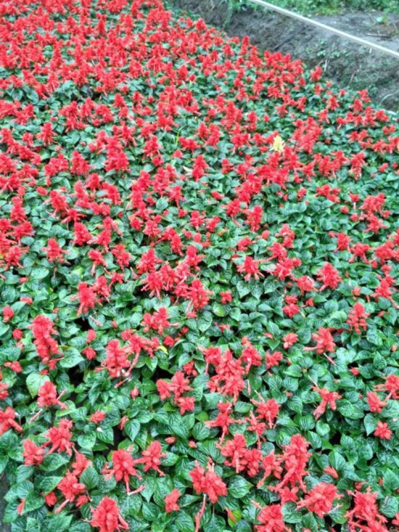 一串红10~30cm