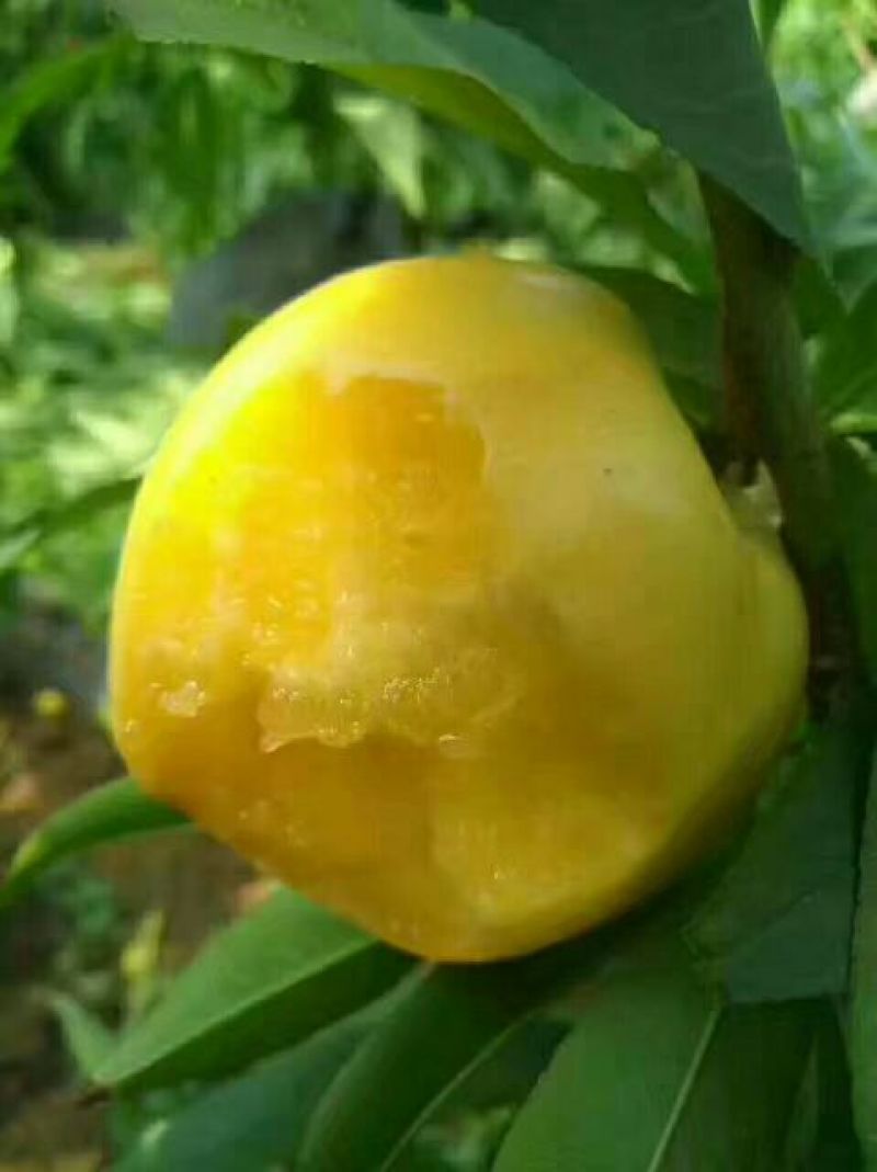 山东蒙阴黄巨油桃四两起步，大量上市品质保证值得信赖可电话