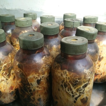蜜环菌种