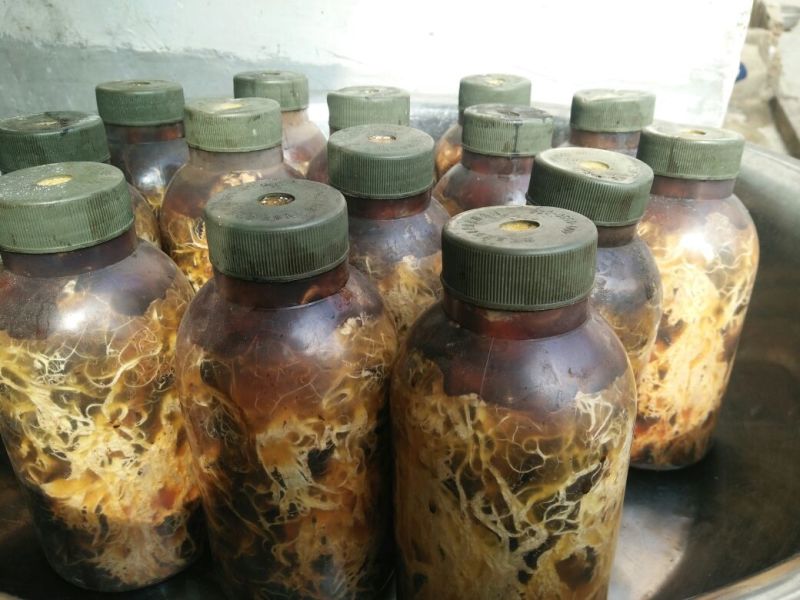 蜜环菌种