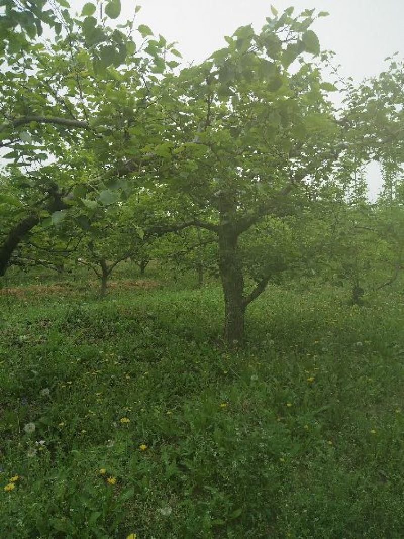 梨树8~10cm1.5~2米