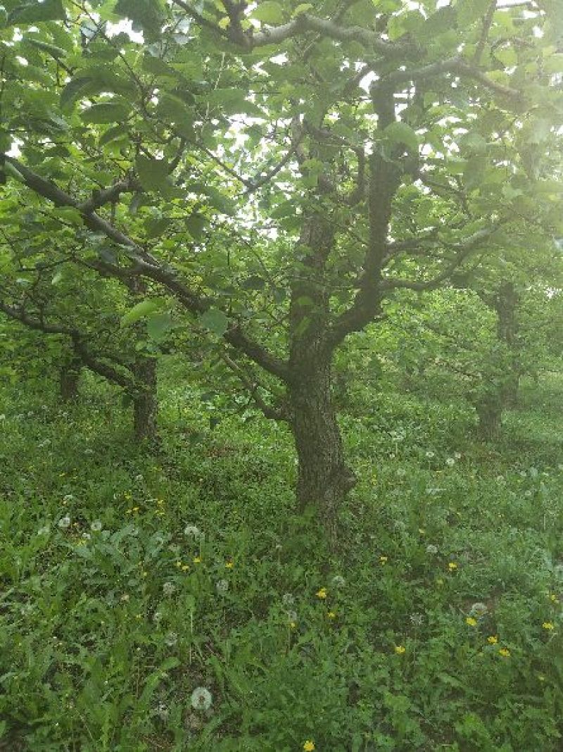 梨树8~10cm1.5~2米