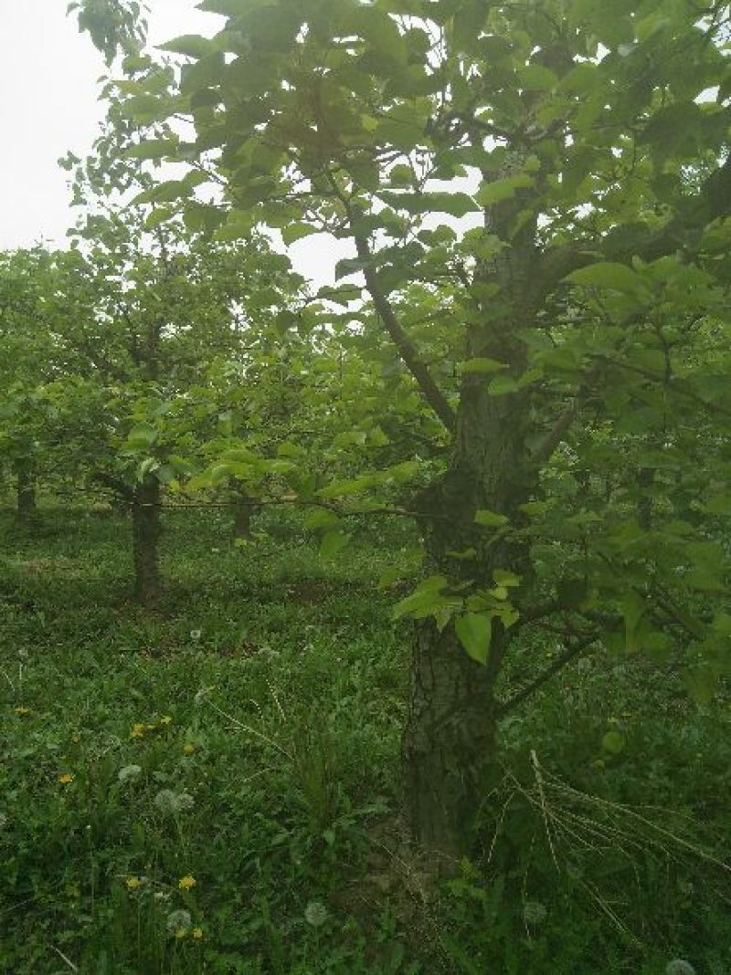 梨树8~10cm1.5~2米