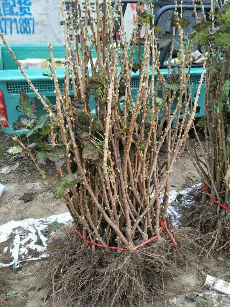 嘉宝果树苗1年