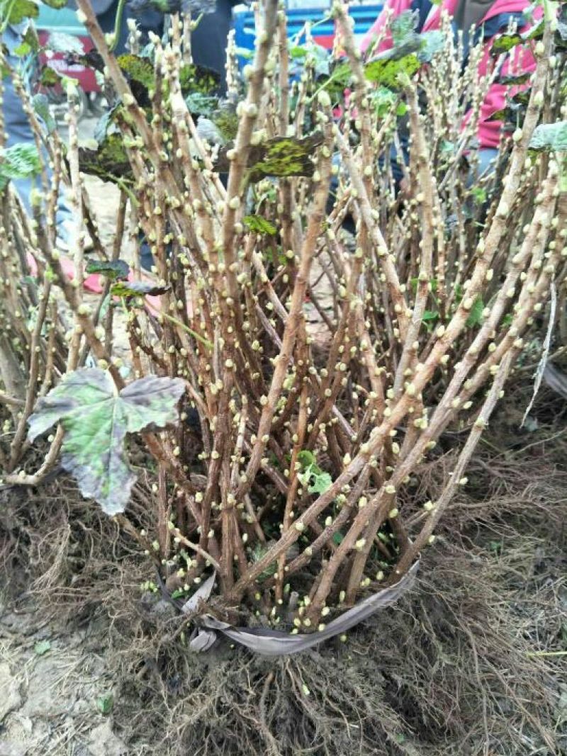 嘉宝果树苗1年