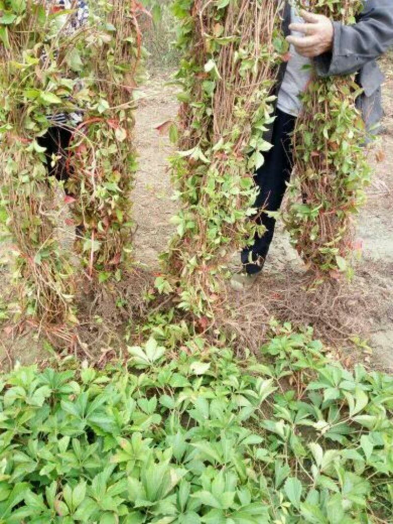五叶爬山虎苗80cm以上