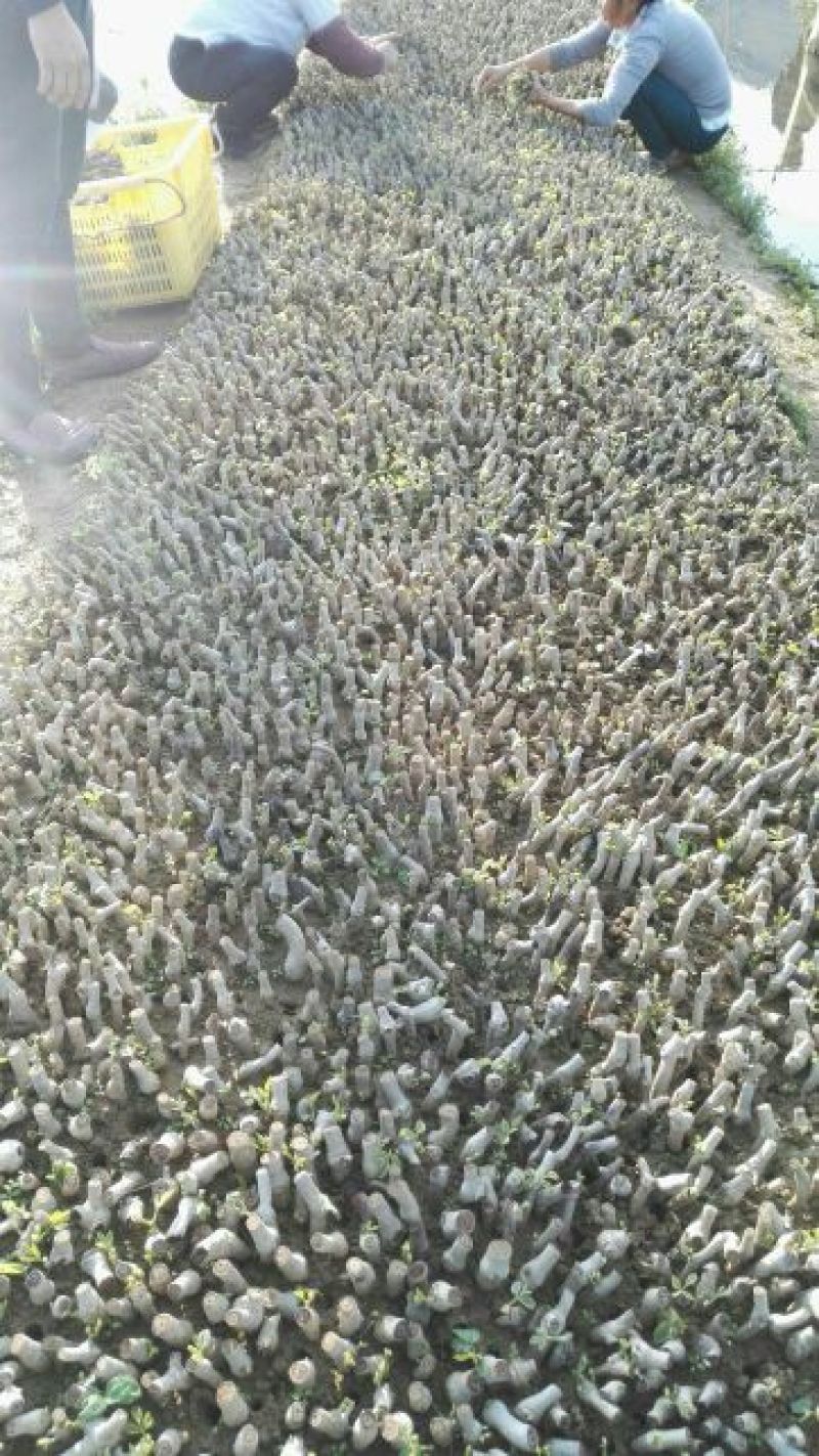 一百棵起0.5元带芽无渣葛根种苗一年生高产粉葛带芽苗