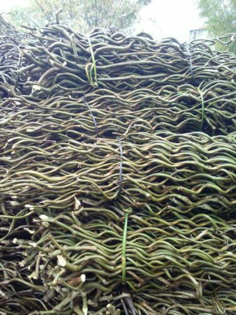 一百棵起0.5元带芽无渣葛根种苗一年生高产粉葛带芽苗