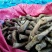一百棵起0.5元带芽无渣葛根种苗一年生高产粉葛带芽苗