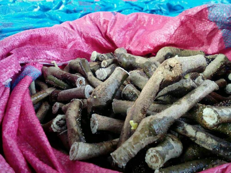 一百棵起0.5元带芽无渣葛根种苗一年生高产粉葛带芽苗