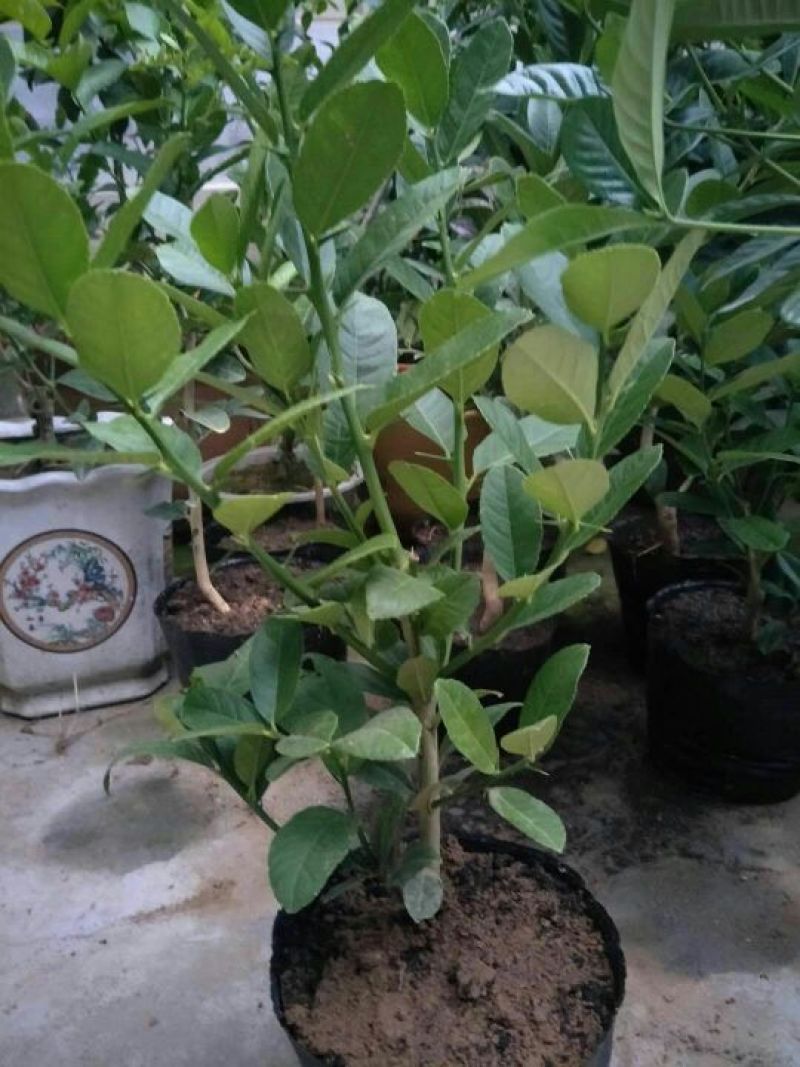 佛手树苗