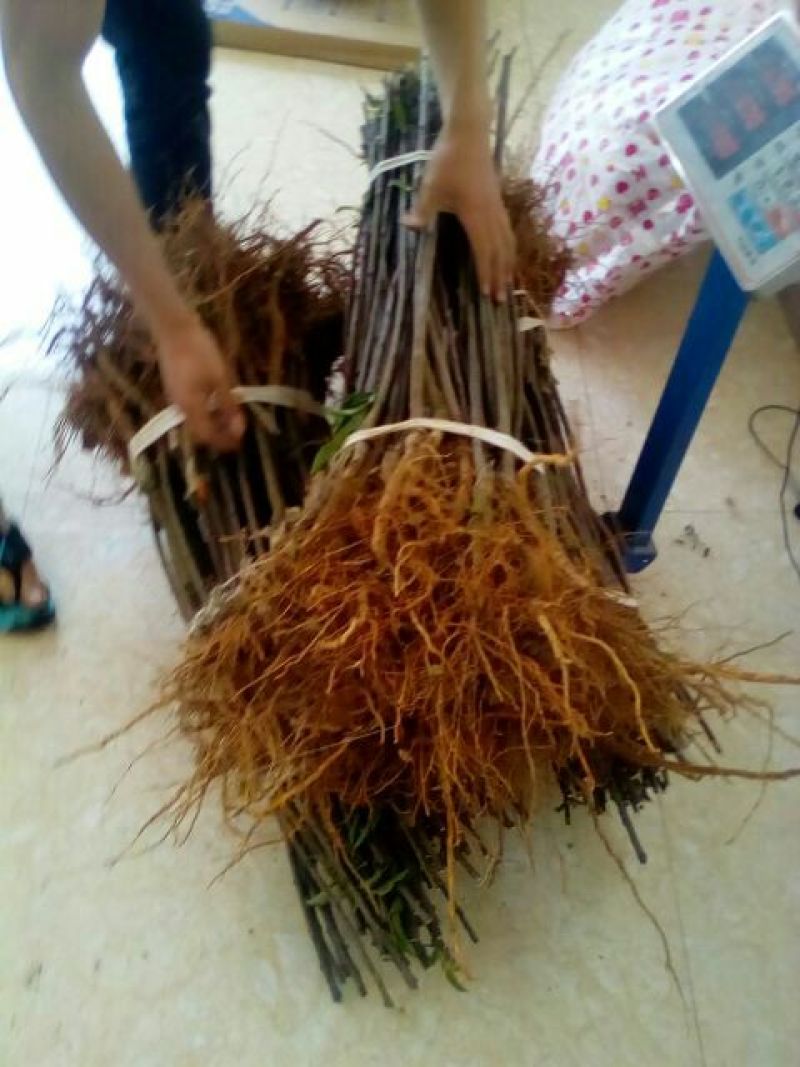 (热销）蜂糖李子苗产区直供，货源充足，量大从优，欢迎订购