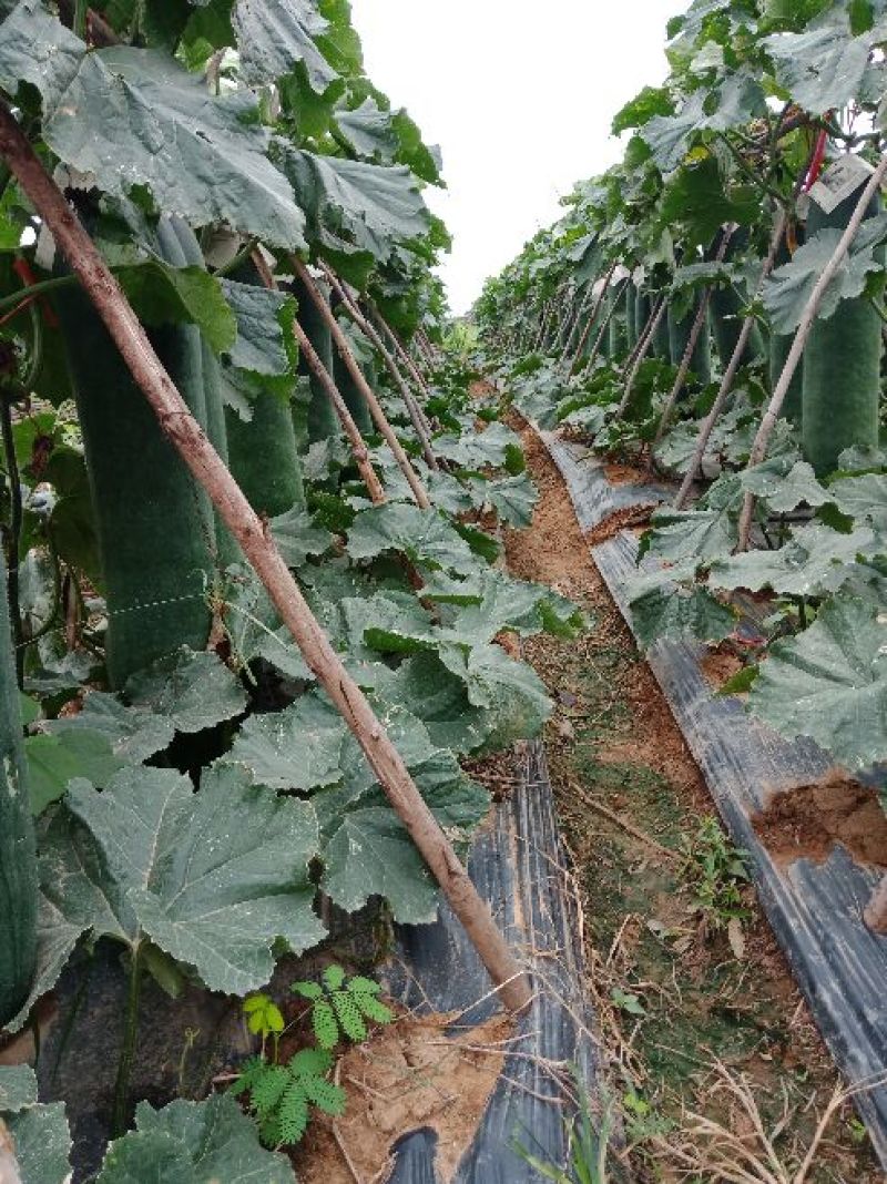 黑皮冬瓜10斤以上吊冬瓜