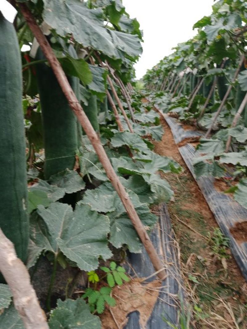 黑皮冬瓜10斤以上吊冬瓜