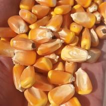推荐黄玉米14~16%，颗粒饱满优质黄玉米发全国