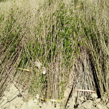 水腊80～100cm