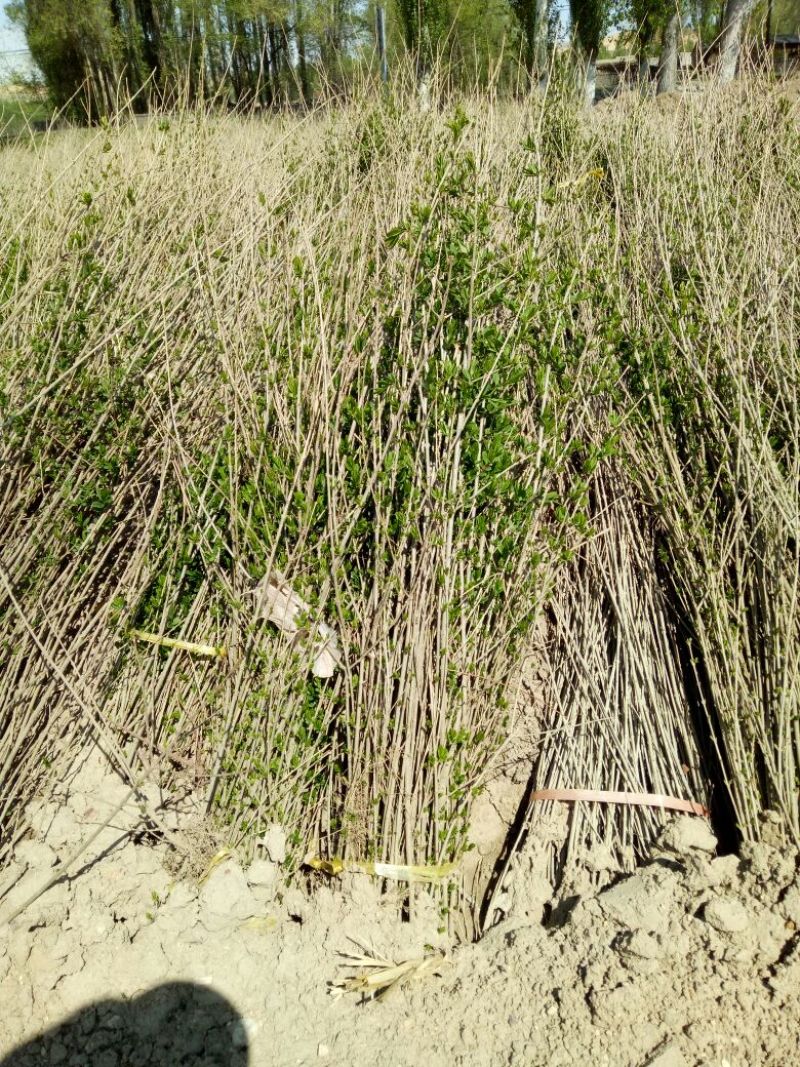 水腊80～100cm