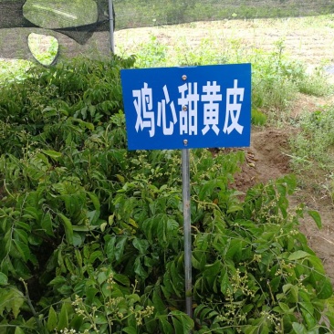 无核黄皮苗鸡心甜黄皮