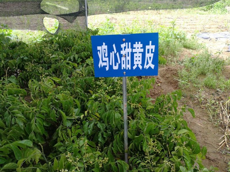 无核黄皮苗鸡心甜黄皮
