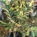 大红袍板栗苗80cm以上