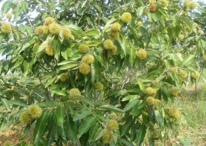 大红袍板栗苗80cm以上