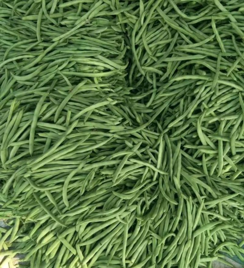 架豆四季豆15~20cm，可视频看货。。