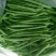 架豆四季豆15~20cm，可视频看货。。