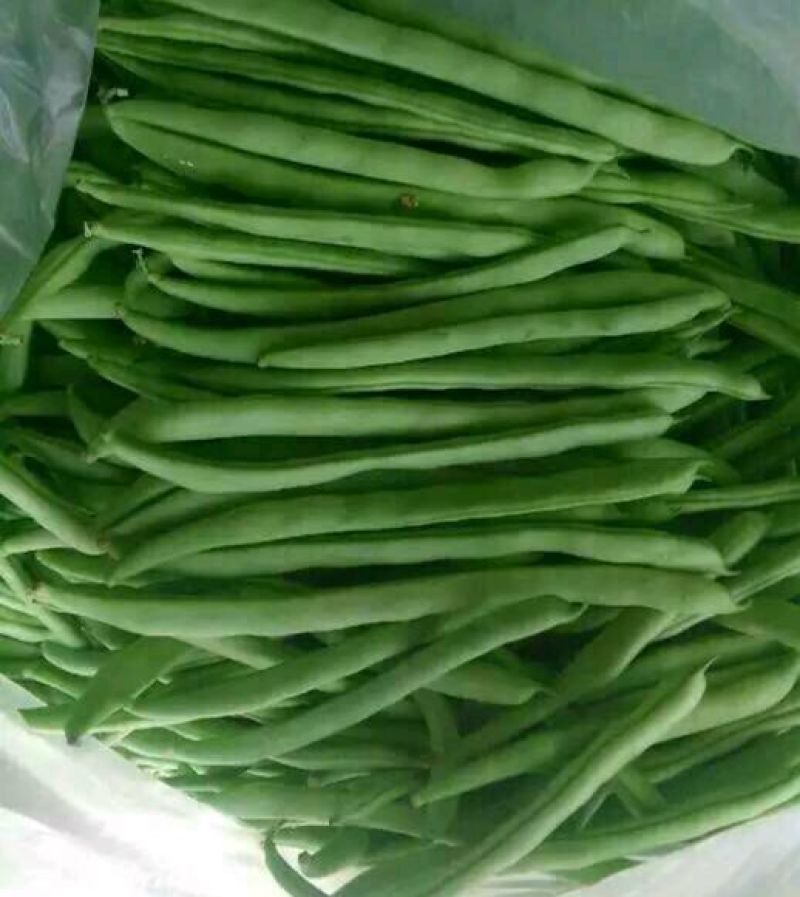 架豆四季豆15~20cm，可视频看货。。