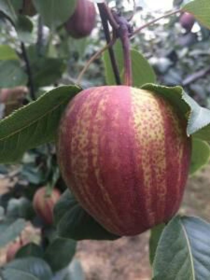 早酥红梨苗80cm以上0.8~3cm