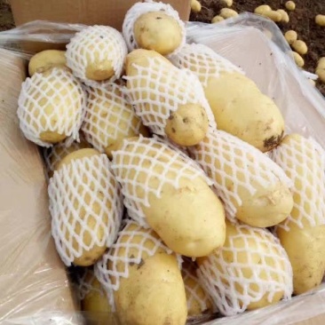 荷兰十五土豆3两以上通货