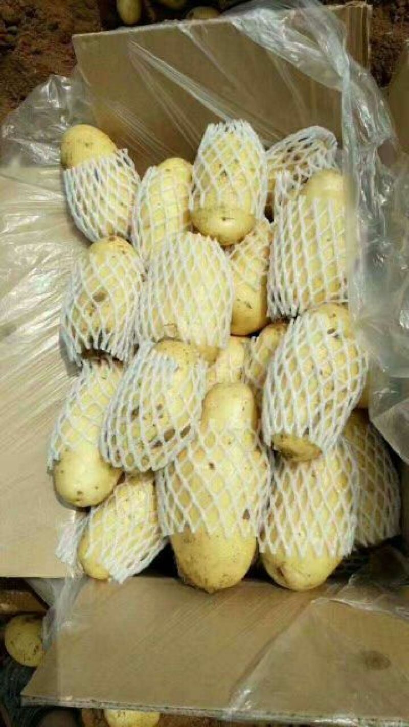 荷兰十五土豆3两以上通货