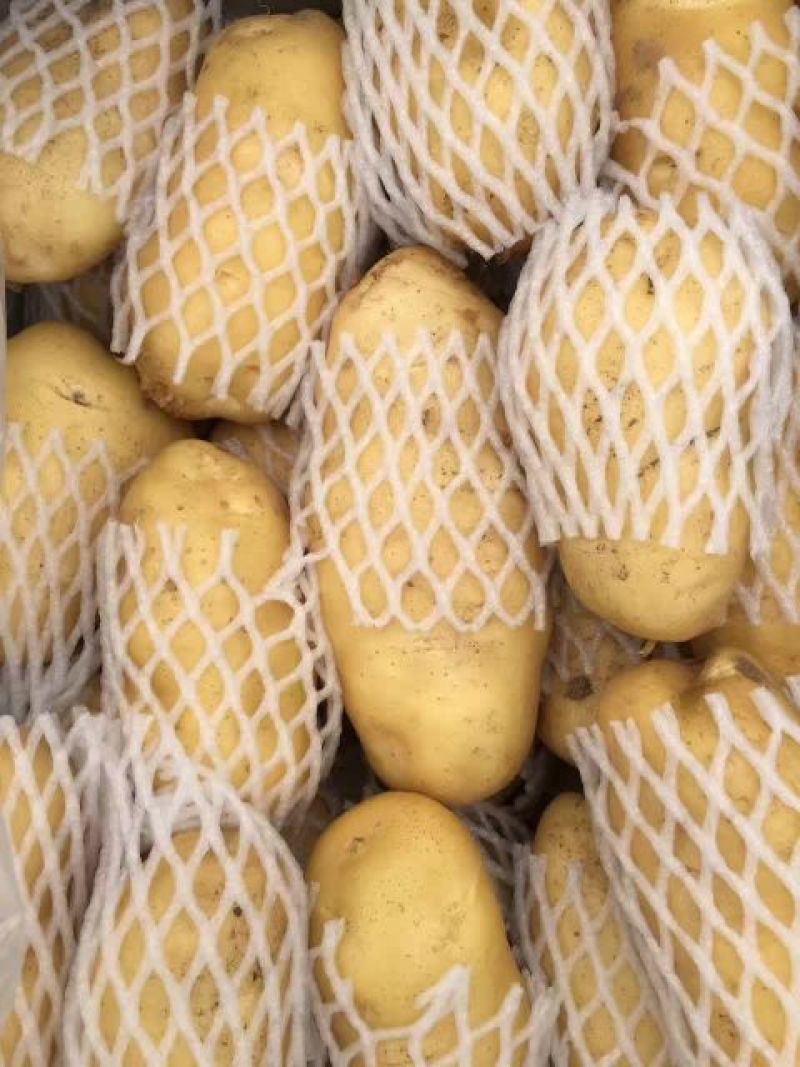 荷兰十五土豆3两以上通货