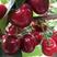 山东大樱桃，美早樱桃，大量供应产地直发，全国发货保质量