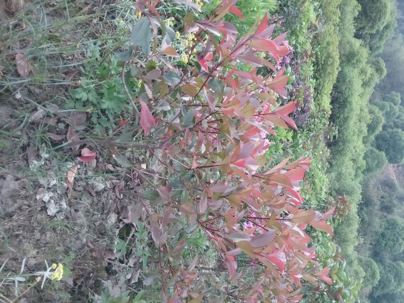 叶石楠红罗宾一20~50cm质量好，成活率高，大量批发