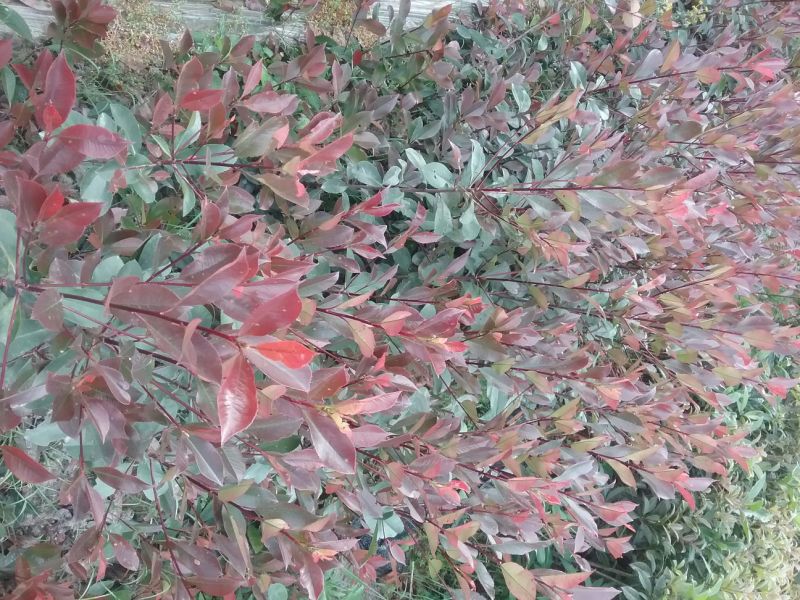 叶石楠红罗宾一20~50cm质量好，成活率高，大量批发