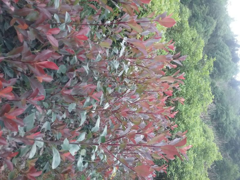 叶石楠红罗宾一20~50cm质量好，成活率高，大量批发