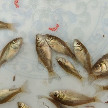 鲫鱼苗冬片