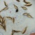 鲫鱼苗冬片