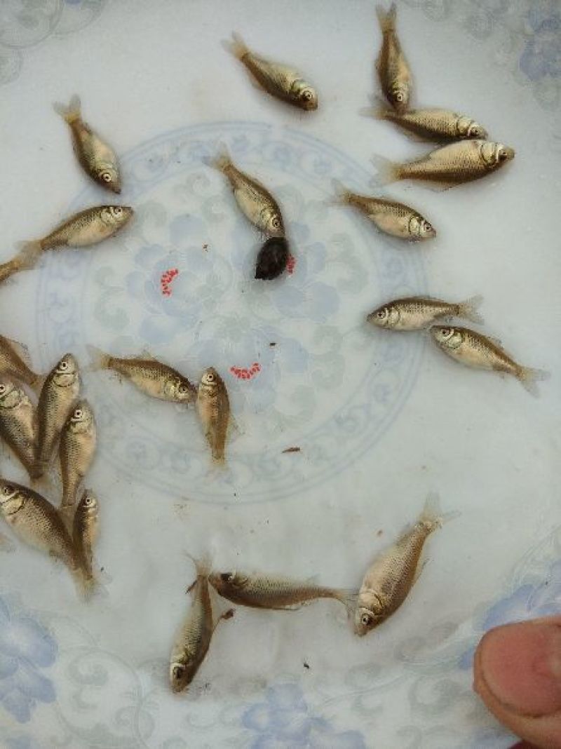 鲫鱼苗冬片