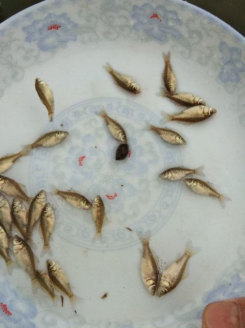鲫鱼苗冬片