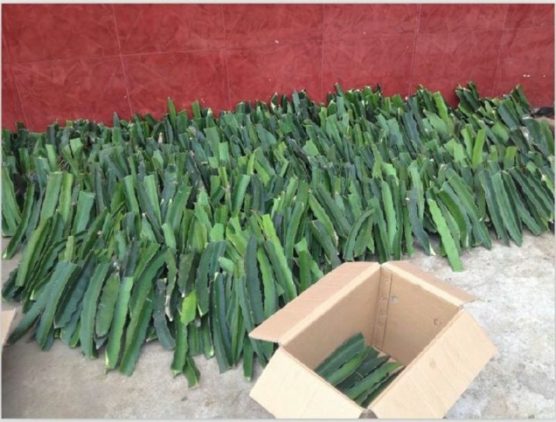 火龙果苗20~30cm种苗