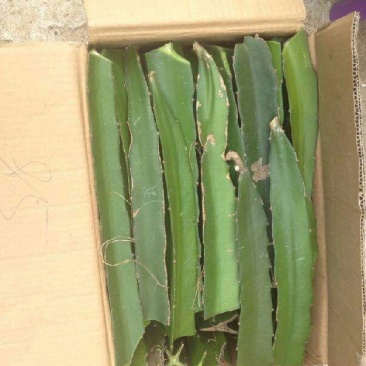 红心火龙果苗20~30cm种苗