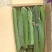 红心火龙果苗20~30cm种苗