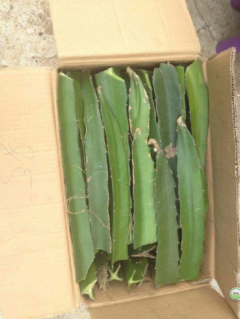 红心火龙果苗20~30cm种苗